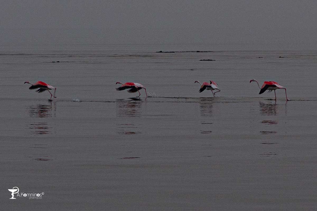 Υδρότοπος Φοινικόπτερο phoenicopterus roseus (4)