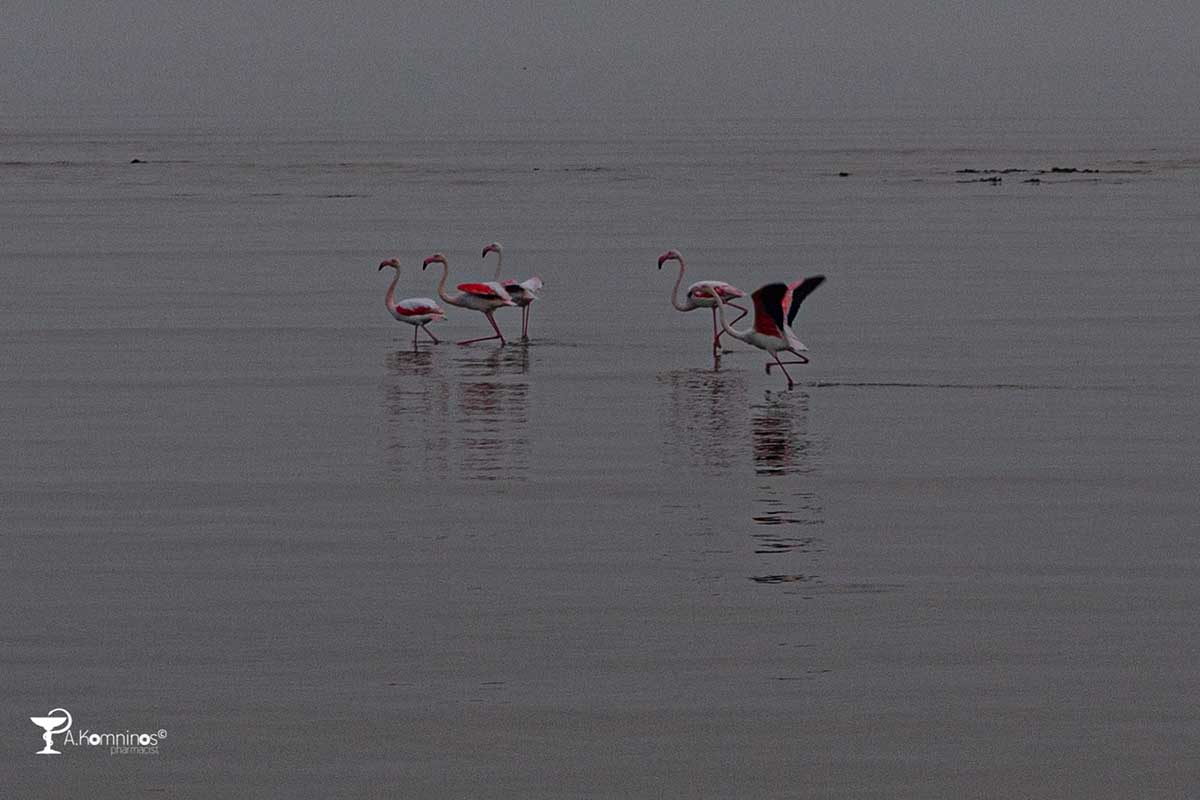 Υδρότοπος Φοινικόπτερο phoenicopterus roseus (5)