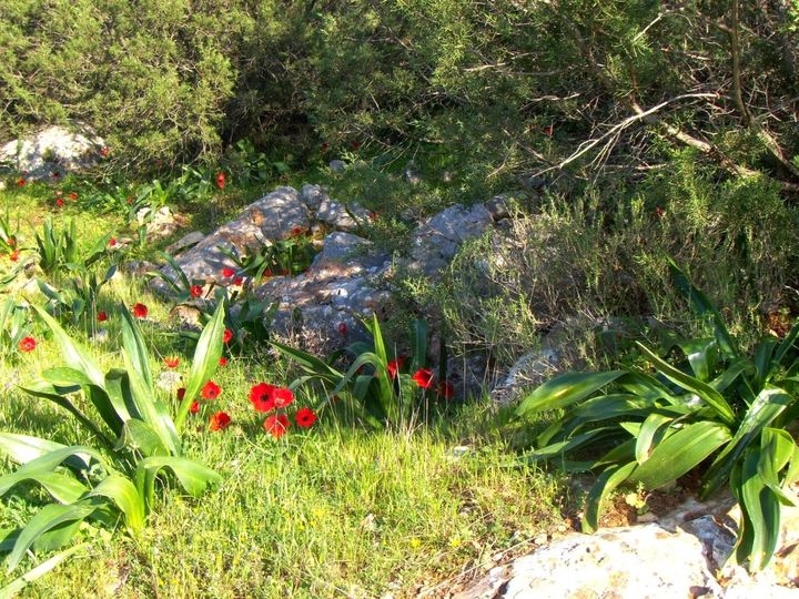 γιορτή τουλίπας Δίδυμα (6)