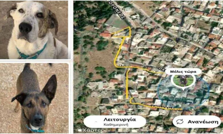 GPS σκύλου