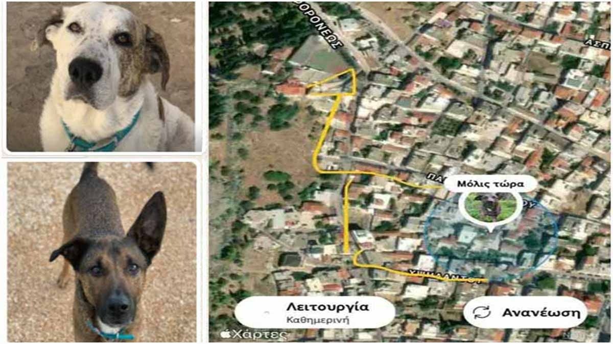 Εφιαλτικές σκηνές στο Άργος: GPS σκύλου αποκάλυψε τους δράστες που λήστεψαν κοπέλα (Video)