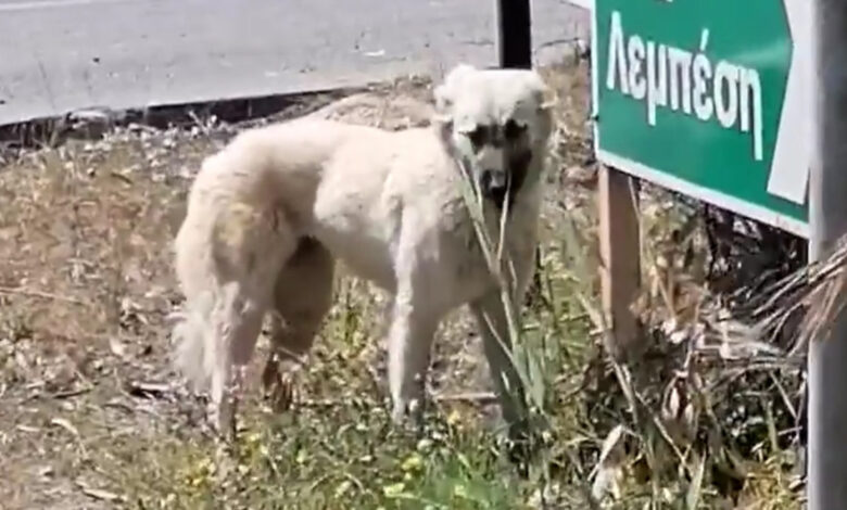 Αδέσποτο Ναύπλιο