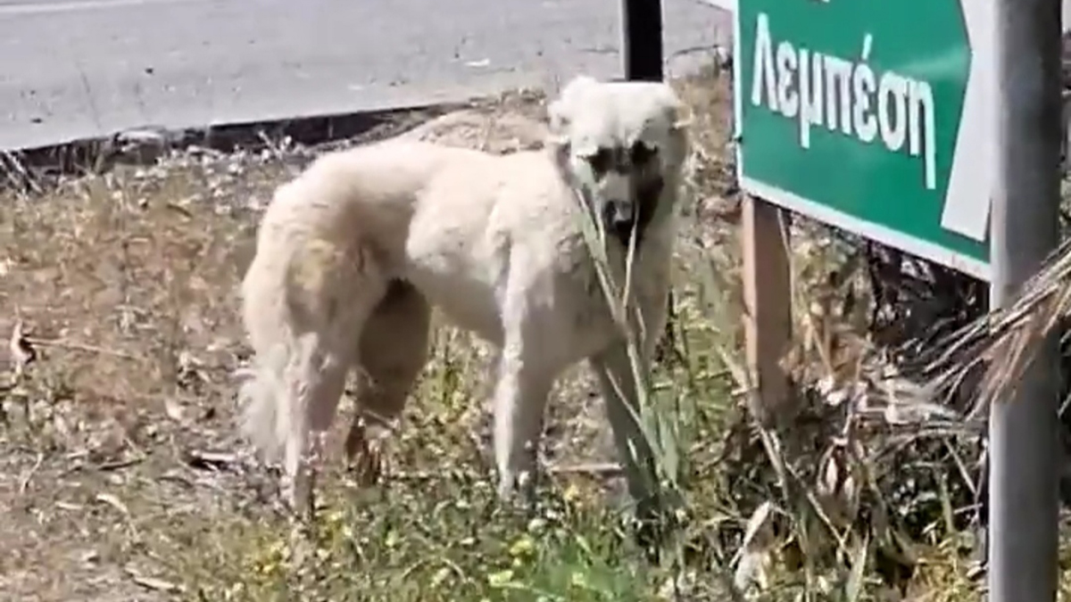 Τι συνέβη με αυτή την εγκαταλειμμένη σκυλίτσα που βρέθηκε στο Ναύπλιο