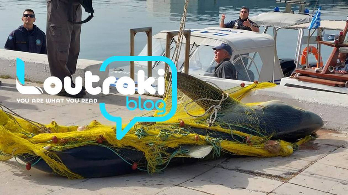 Λουτράκι: Ψάρεψε καρχαρία 4 μέτρων και ενός τόνου στον Κορινθιακό Κόλπο (Εικόνες)