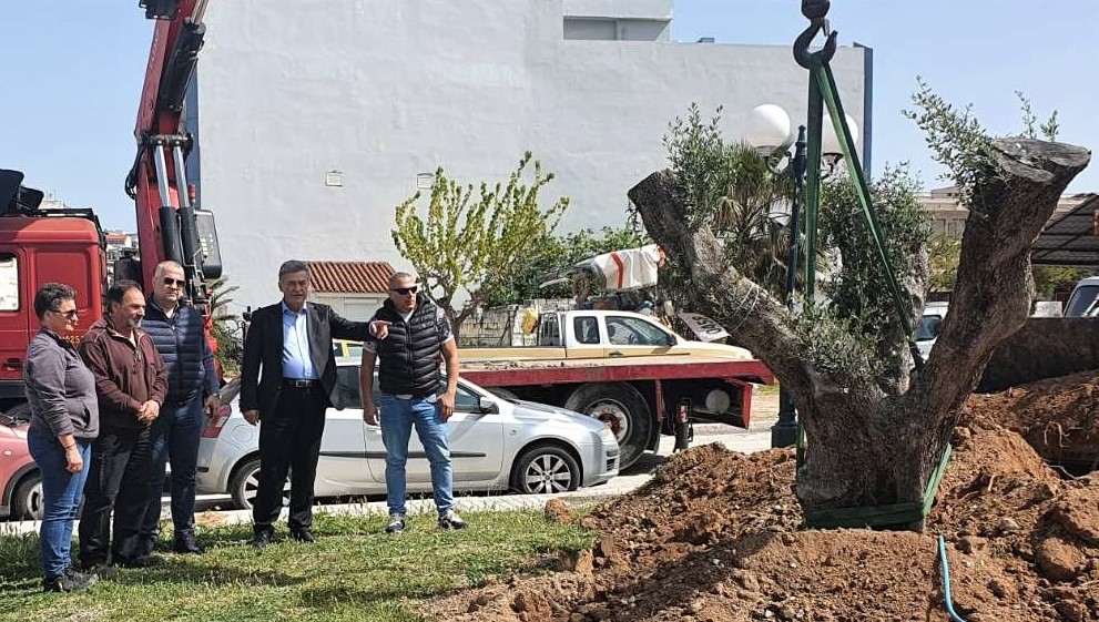 Τι κάνει μία υπεραιωνόβια ελιά στην Κόρινθο