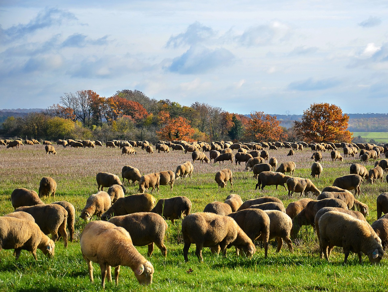 Μετρούν πρόβατα και γουρούνια στην Περιφέρεια Πελοποννήσου