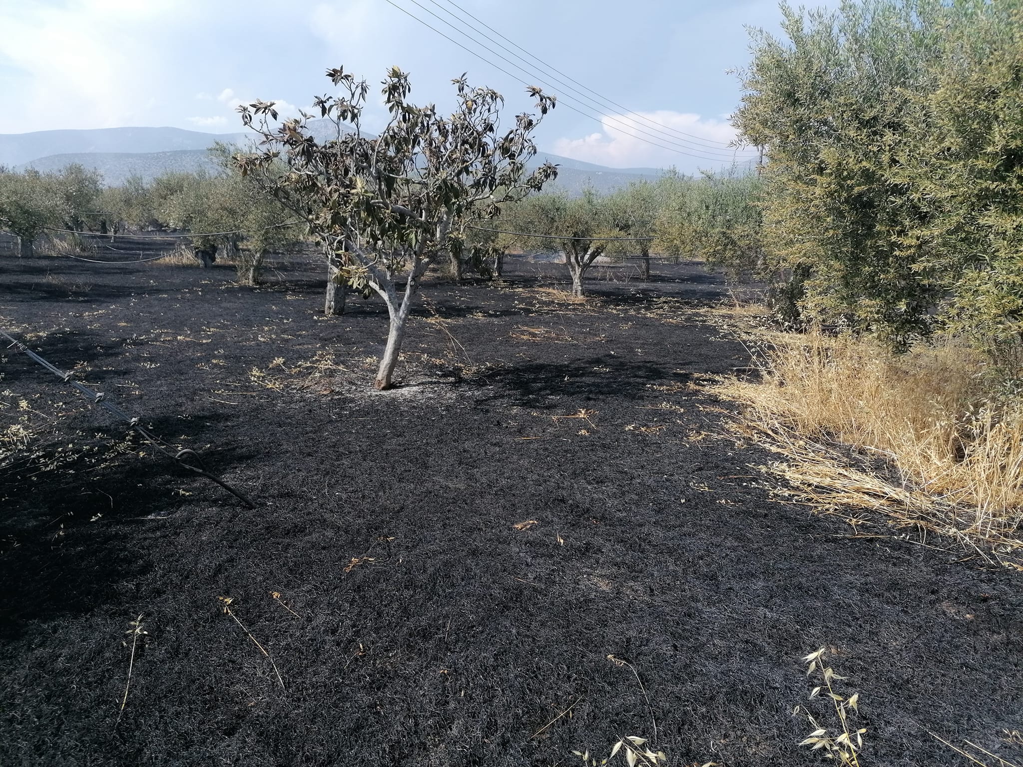 Ερμιονίδα φωτιά (2)