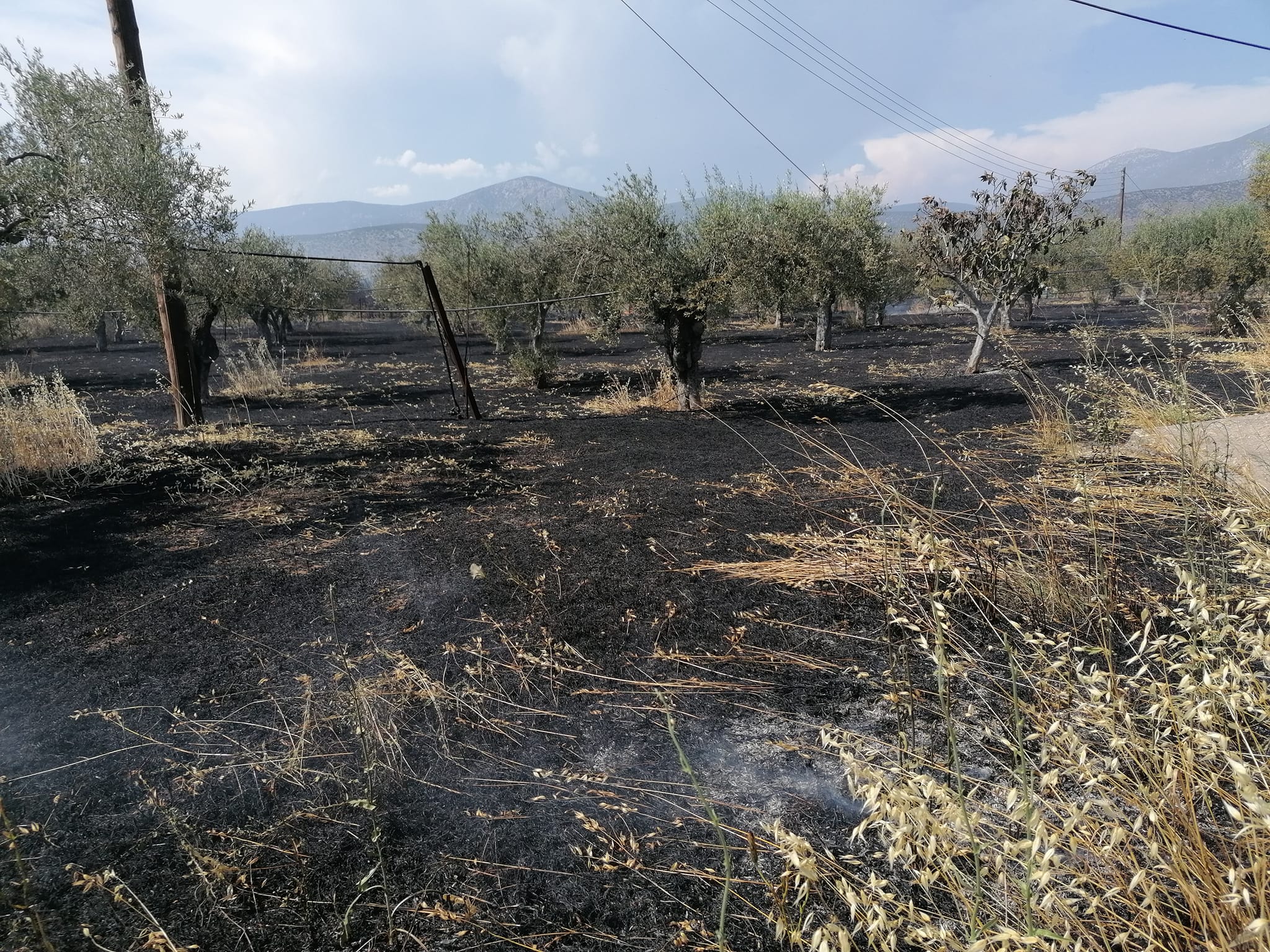 Ερμιονίδα φωτιά (5)