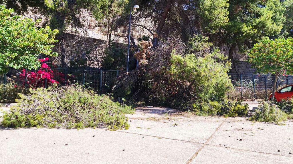 Σπασμένο δέντρο στην Αρβανιτιά (1)