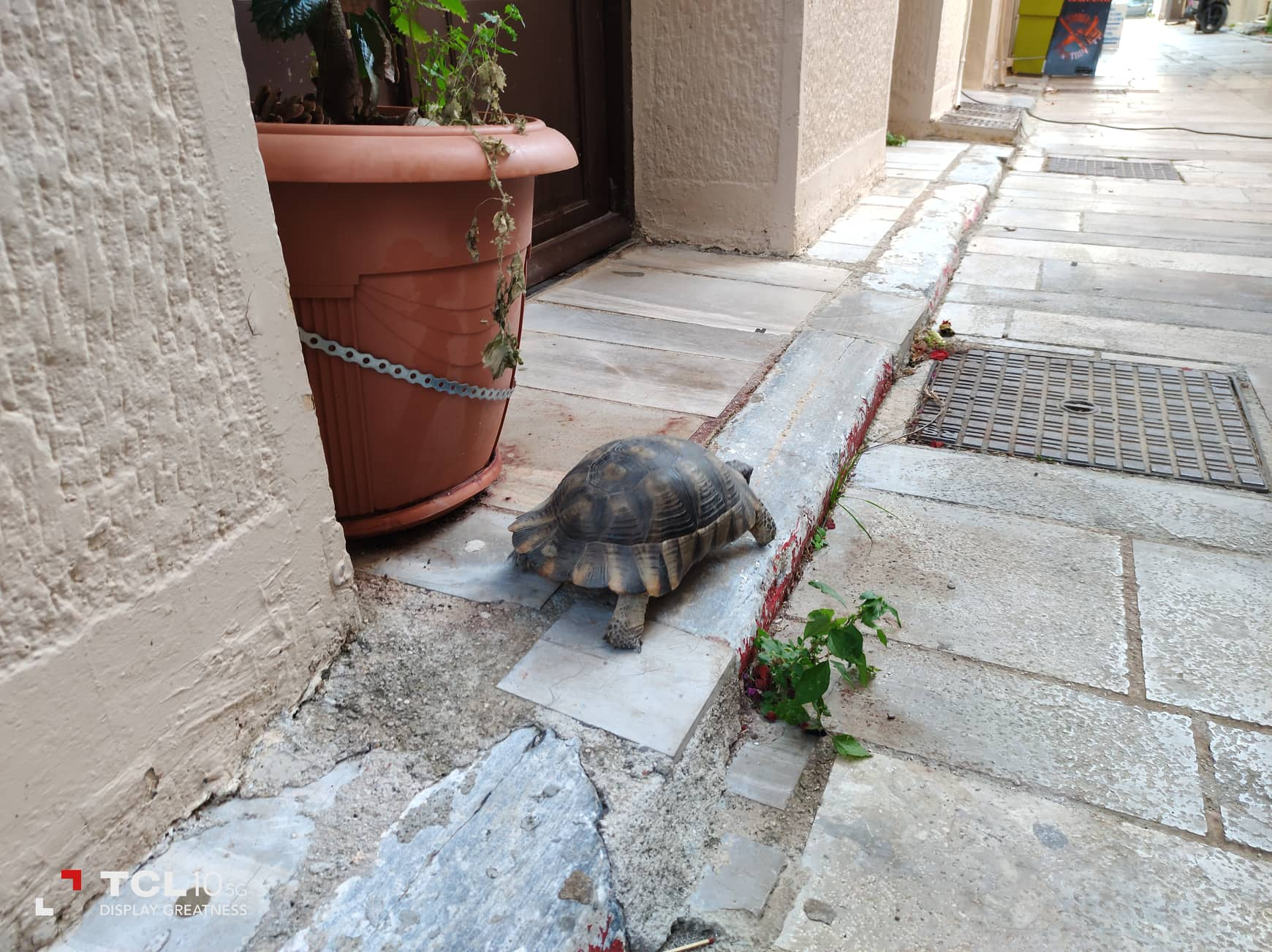 Χελώνα Παλιό Ναύπλιο (2)