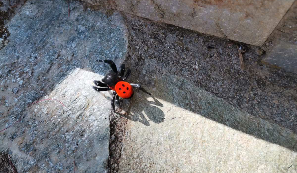 Αργολίδα: Η αράχνη πασχαλίτσα απέκτησε απογόνους – Πού αλλού εντοπίστηκε το σπάνιο έντομο
