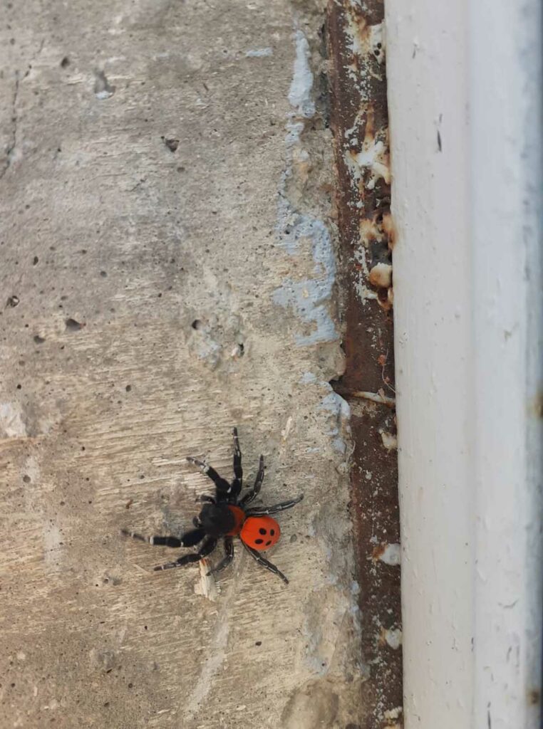 Αράχνη πασχαλίτσα στο Ναύπλιο