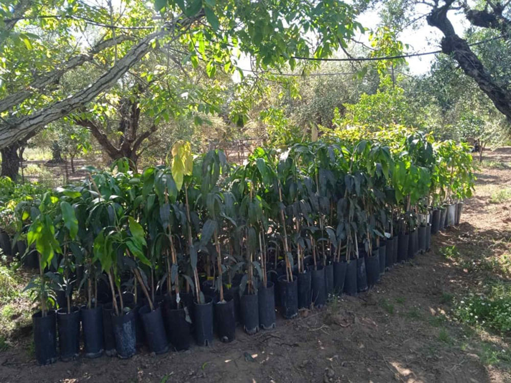 Μεσσηνία: Αβοκάντο, μάνγκο και λίτσι σε νέες καλλιέργειες στο νομό
