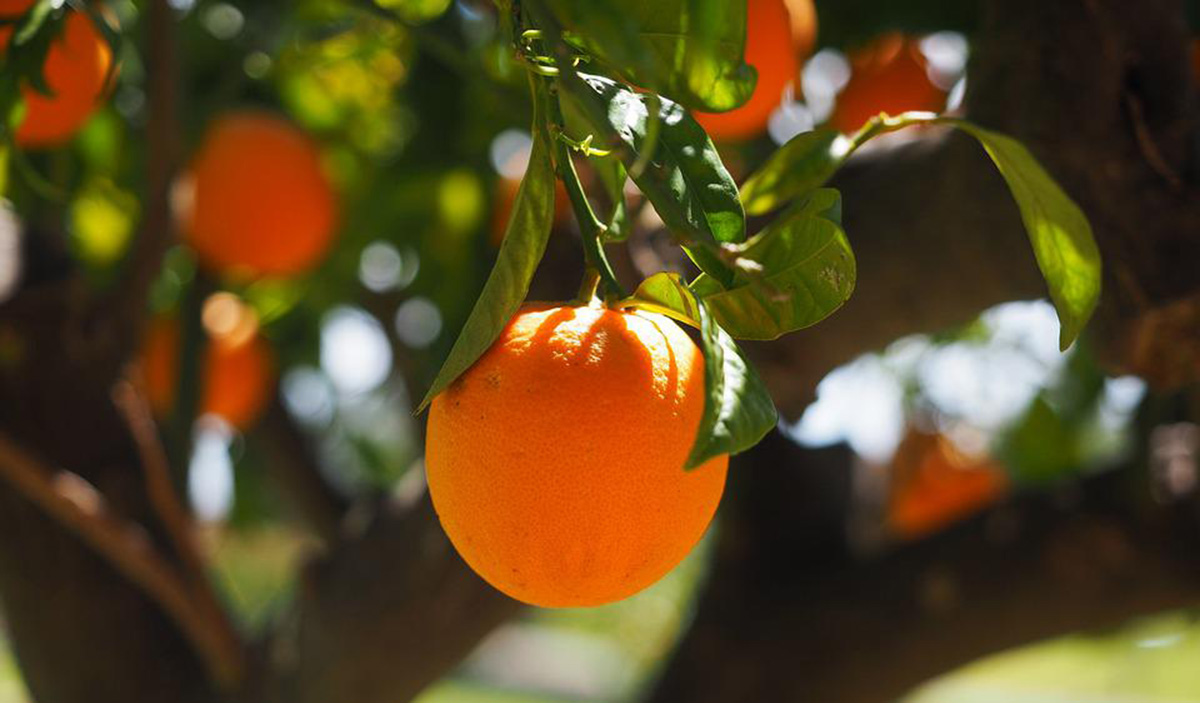 Αργολίδα: Ποια πορτοκάλια έχουν μπει στα ψυγεία και πού κυμαίνονται οι τιμές