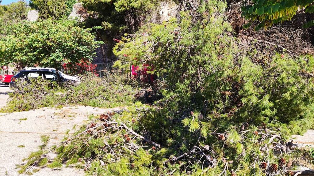 Σπασμένο δέντρο στην Αρβανιτιά (4)
