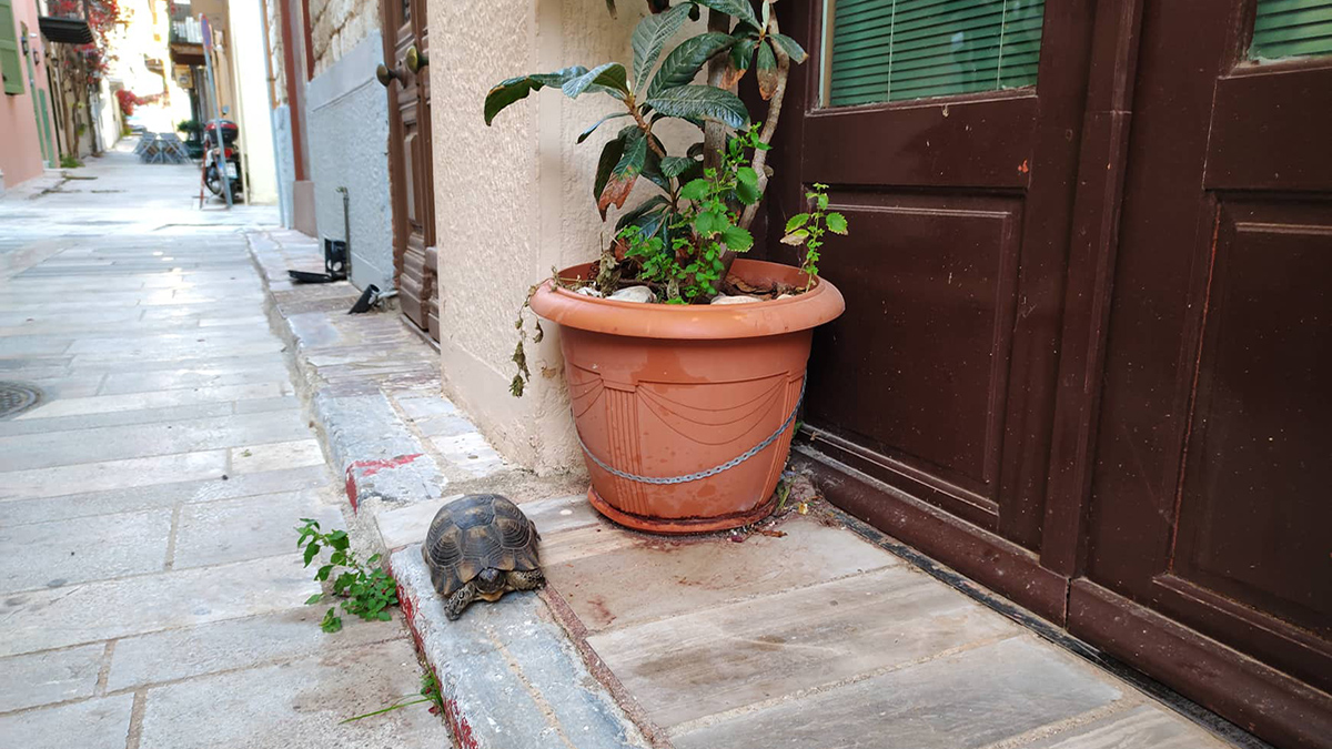 Αναπλιώτισσα χελωνίτσα βγήκε σεργιάνι στα σοκάκια της παλιάς πόλης (Βίντεο)