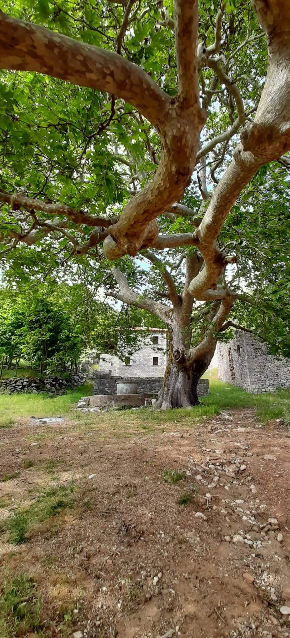 Άγνωστη Μεσσηνία οδοιπορικό στη Μάλη (11)