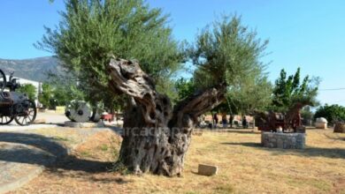θεματικό πάρκο ελιάς Άστρος