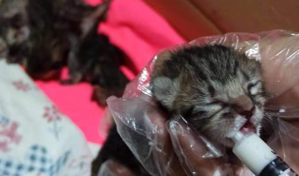 Ναύπλιο: Πέταξαν νεογέννητα γατάκια στα σκουπίδια για να πεθάνουν αβοήθητα
