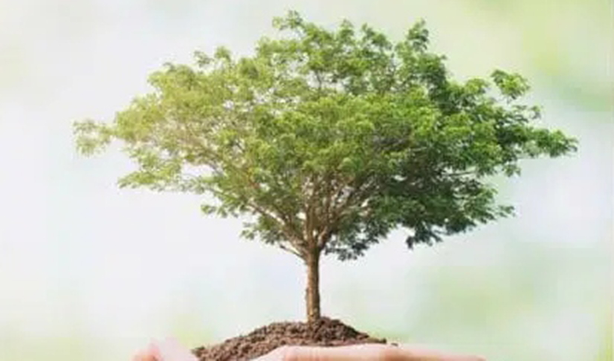 Ναύπλιο: Παγκόσμια Ημέρα Περιβάλλοντος με υιοθεσία δέντρων και καθαρισμό βυθών