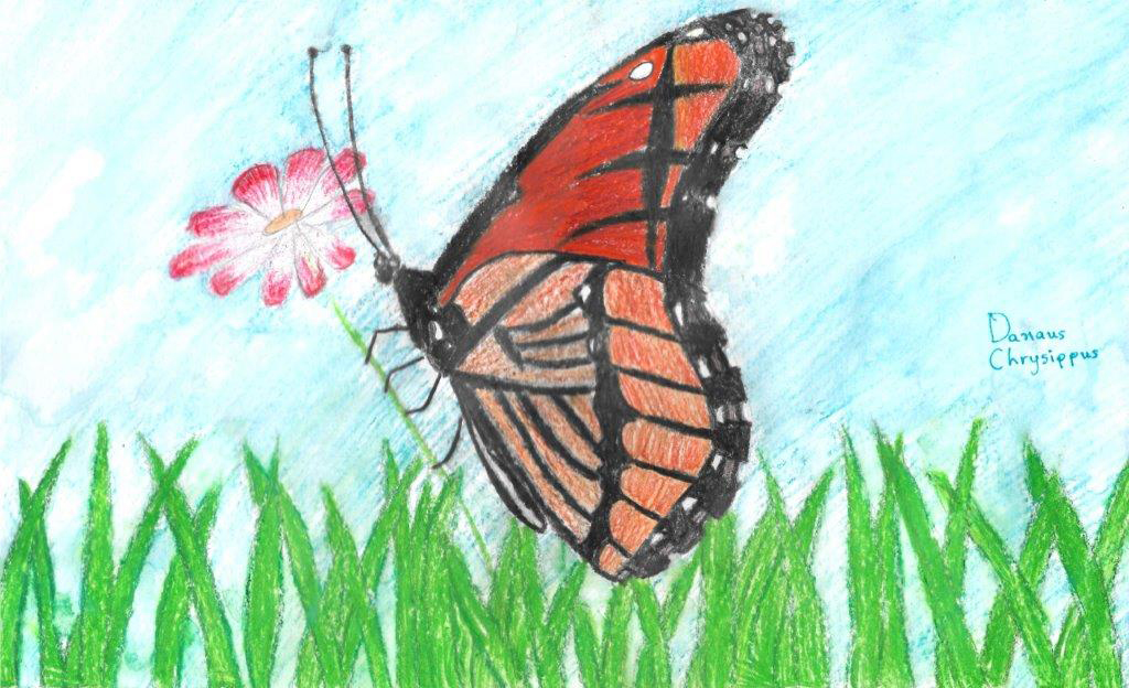 Άργος: Ωραίες πεταλούδες από το 4ο Δημοτικό Σχολείο