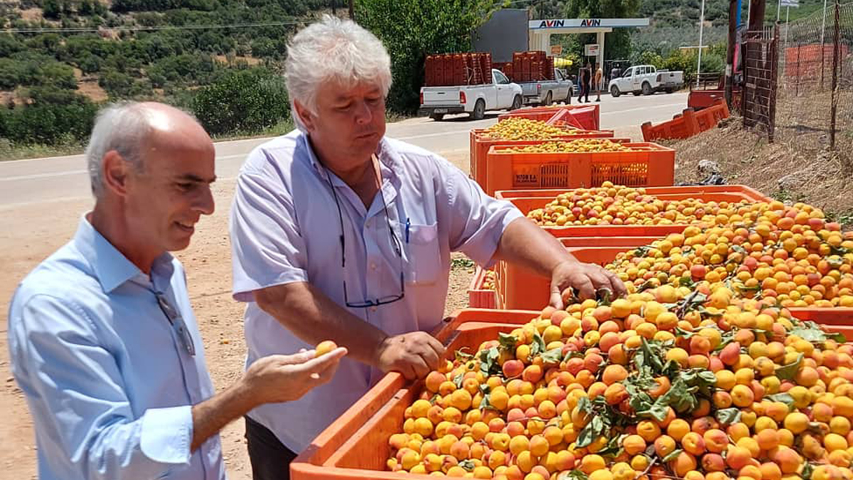 Αργολίδα: Αν δεν στηριχτούν οι παραγωγοί βερίκοκων, θα σταματήσει η καλλιέργεια τους