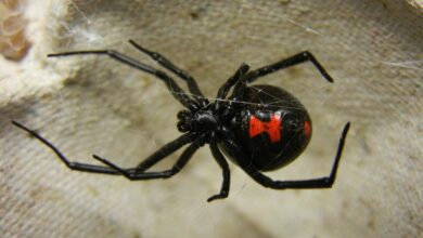 αράχνη μαύρη χήρα
