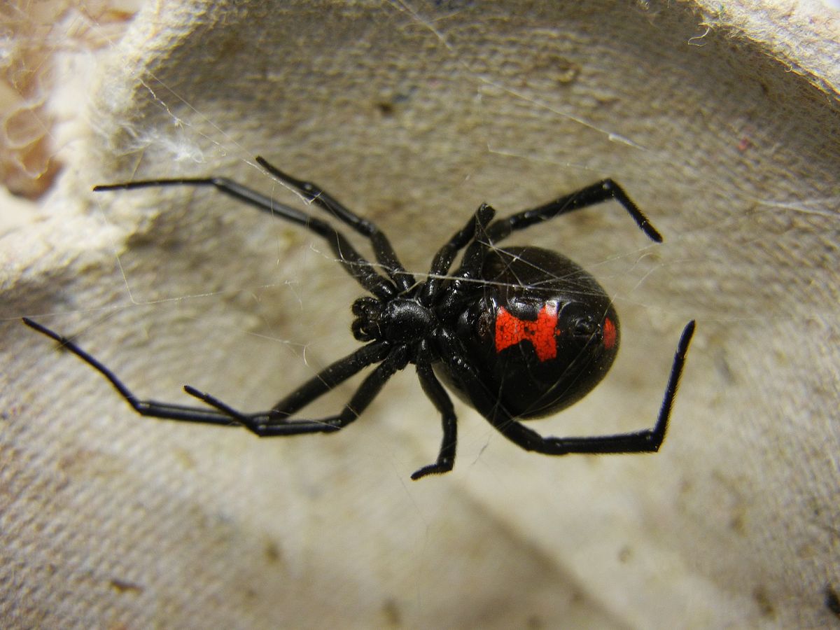Αχαΐα: Αράχνη-μαύρη χήρα τσίμπησε άνδρα στο Αίγιο