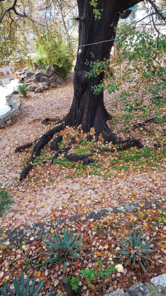 Δέντρο Ναύπλιο (1)