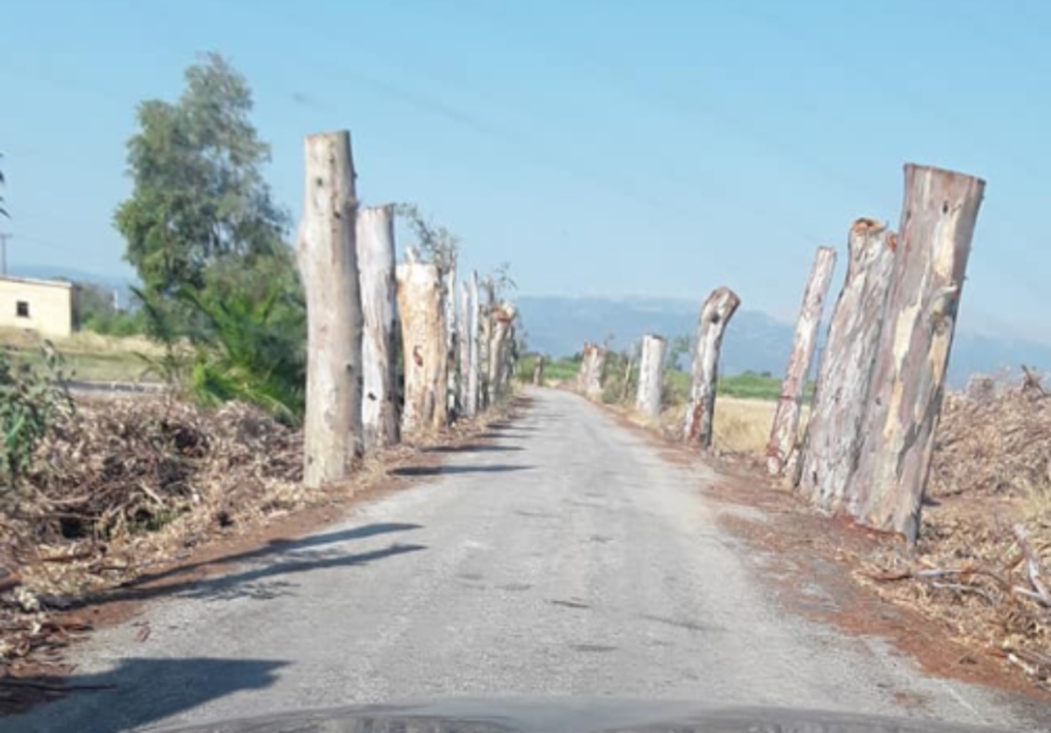 Κοπή ευκαλύπτων Τσούρνος 2