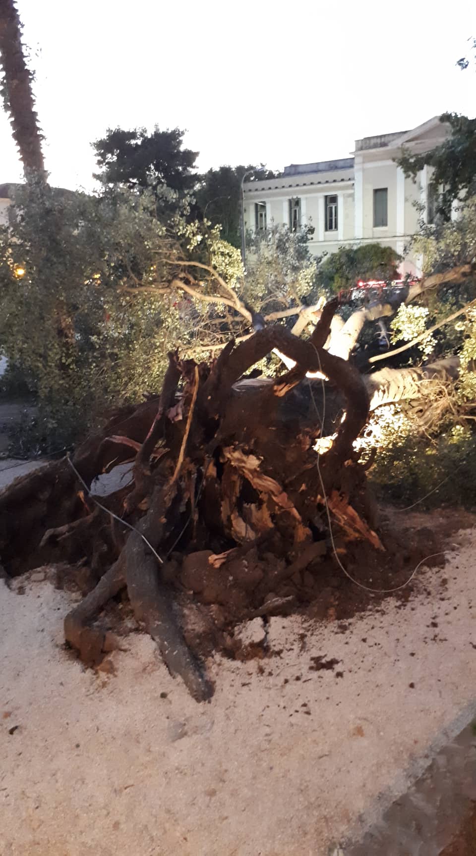 Πτώση μεγάλου δέντρου στο Ναύπλιο (2)