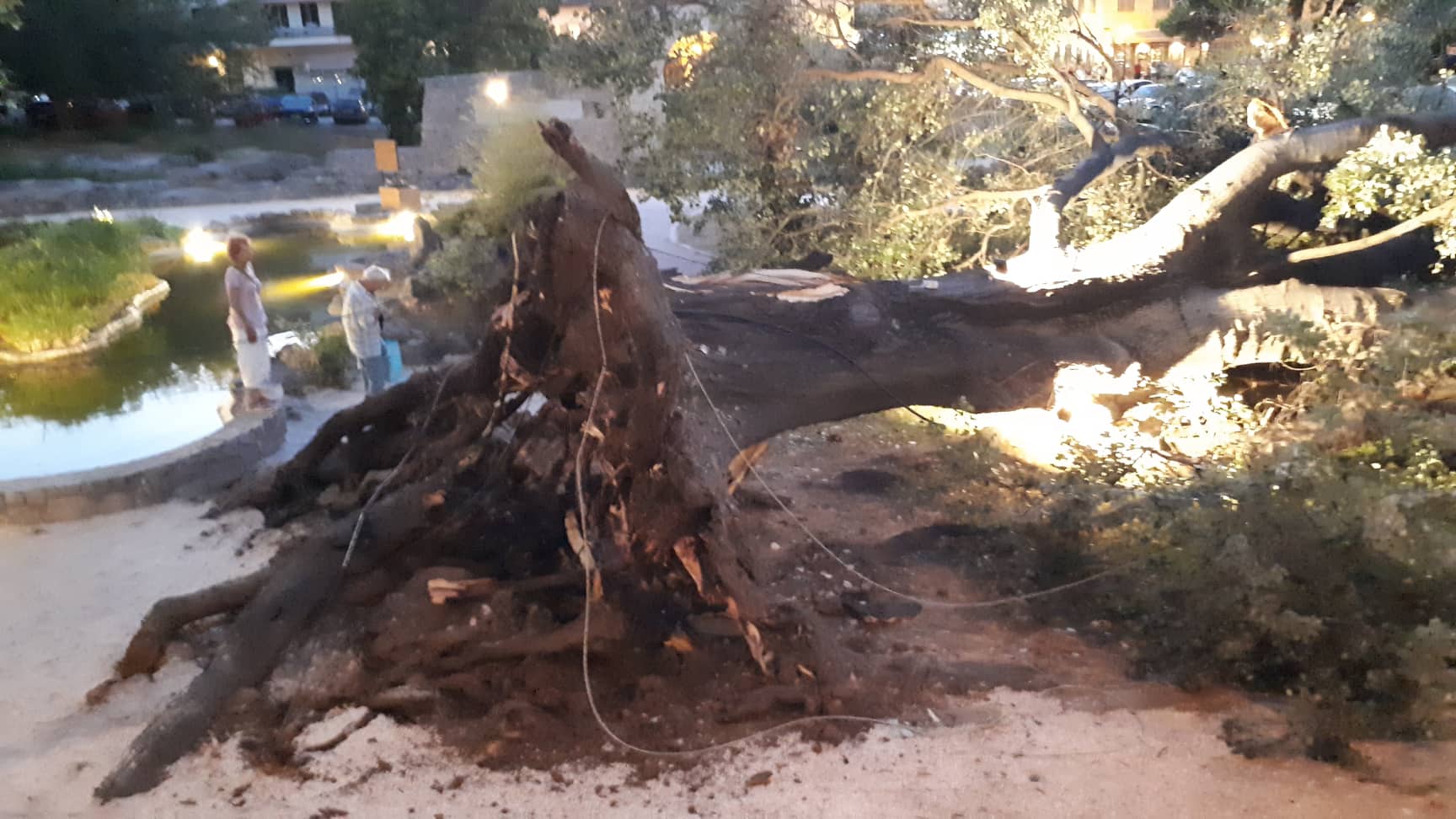 Πτώση μεγάλου δέντρου στο Ναύπλιο (4)
