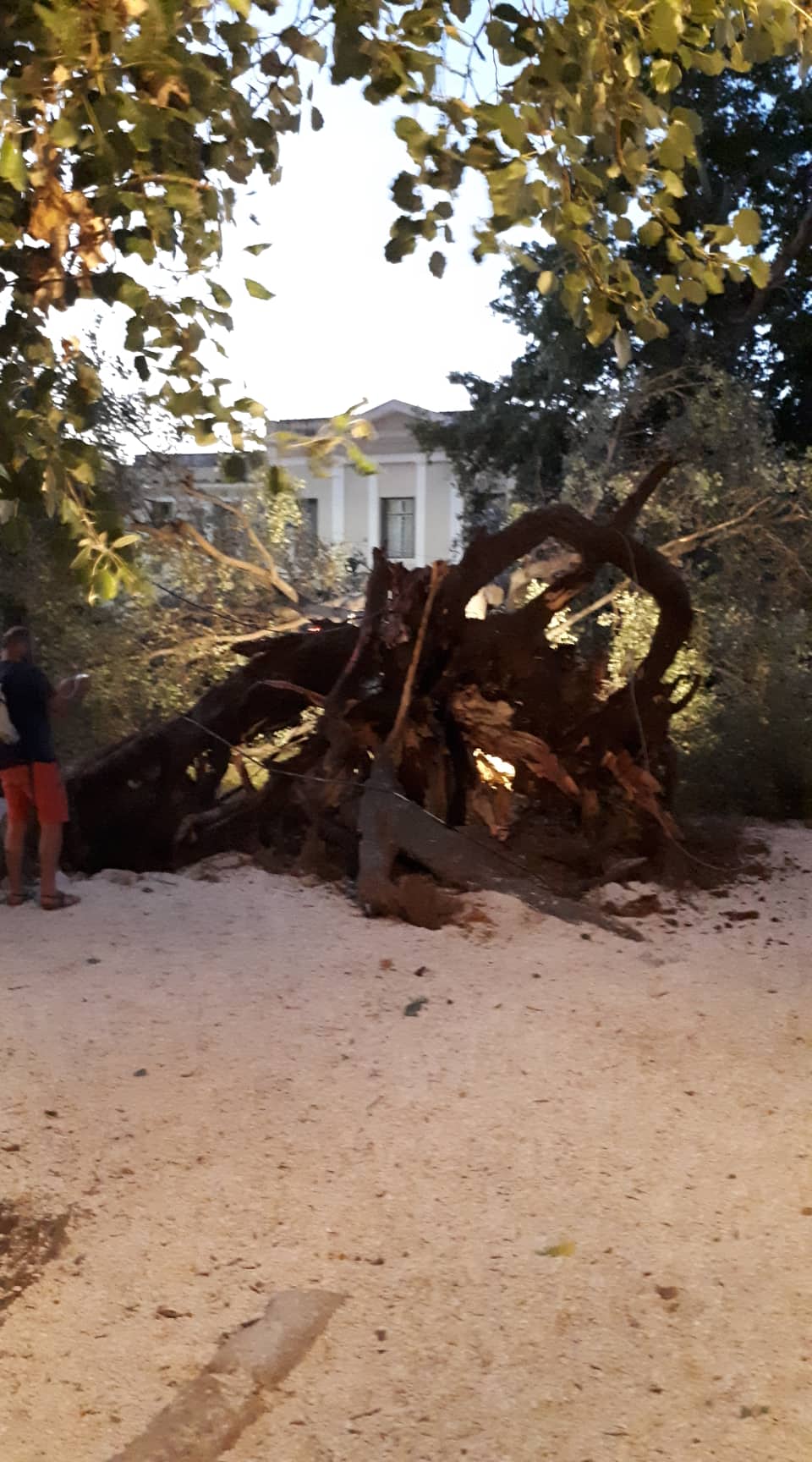Πτώση μεγάλου δέντρου στο Ναύπλιο (5)