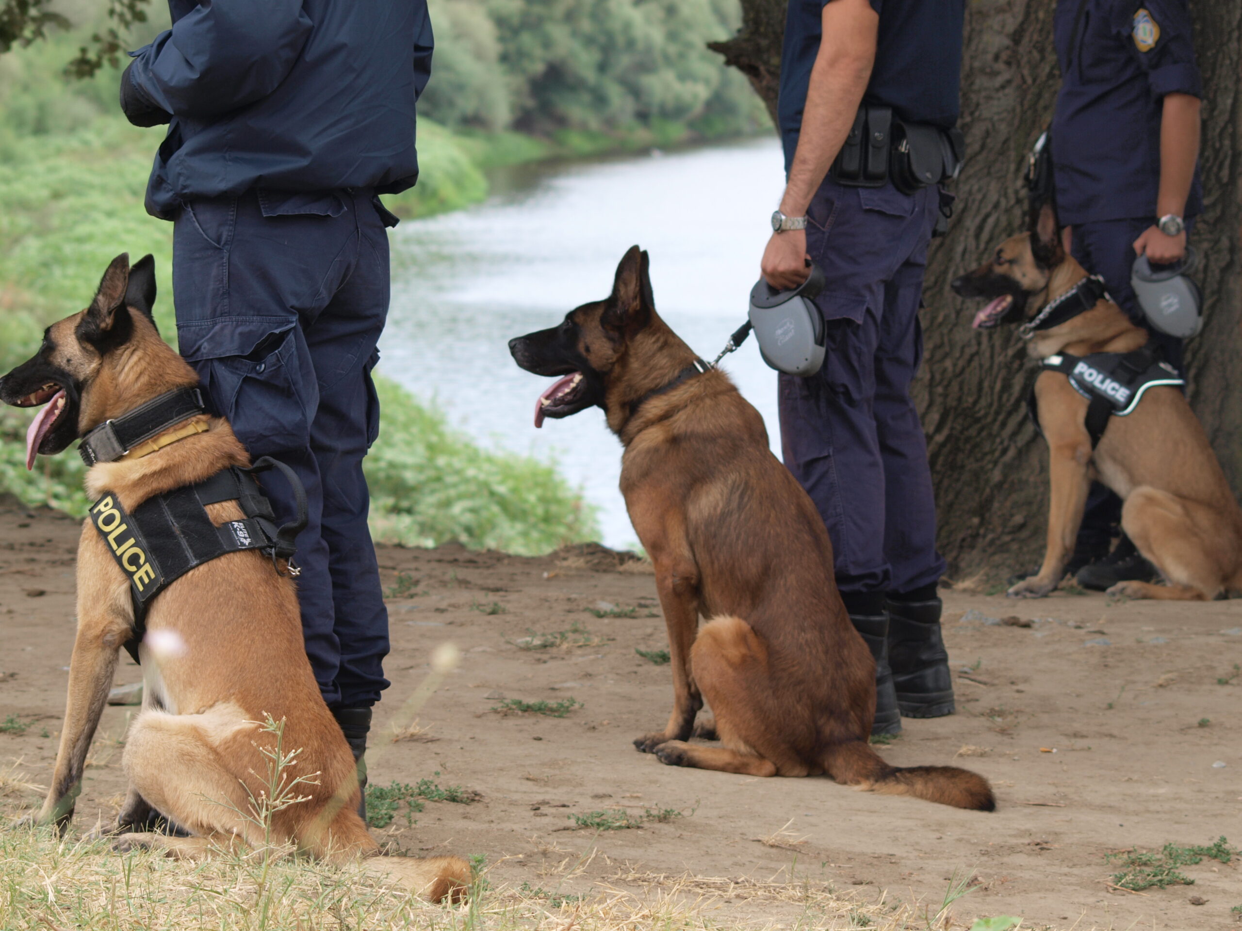 Κρανίδι: Αστυνομικός σκύλος βρήκε 8 δενδρύλλια πάνω από 1 μέτρο ύψος