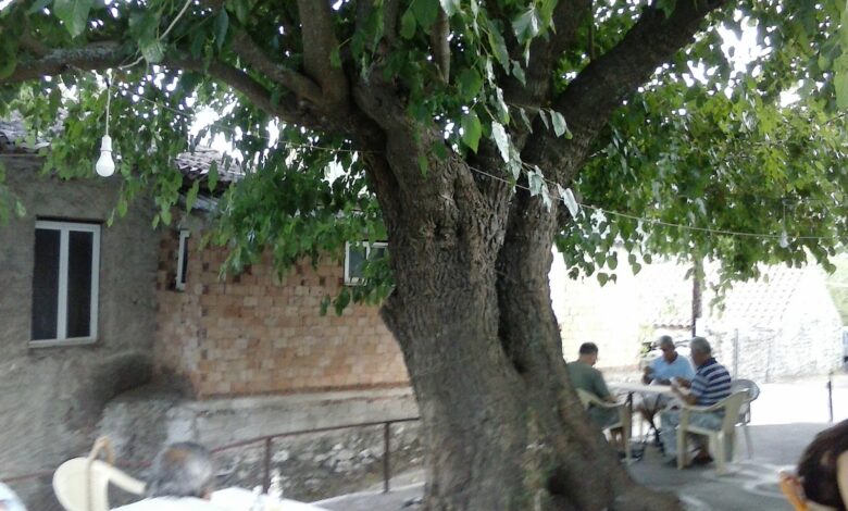 Υπεραιωνόβια μουριά Μαγγανιακού