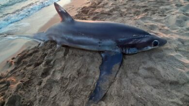 αλεποκαρχαρίας ξεβράστηκε στην παραλία της Ζαχάρως