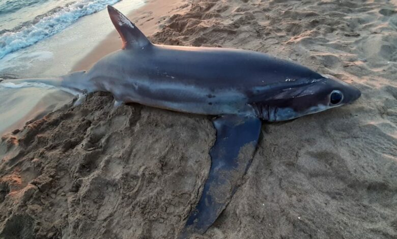 αλεποκαρχαρίας ξεβράστηκε στην παραλία της Ζαχάρως