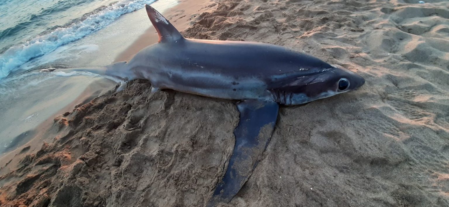 Σπάνιος γουρλομάτης καρχαρίας ξεβράστηκε νεκρός σε παραλία της Πελοποννήσου