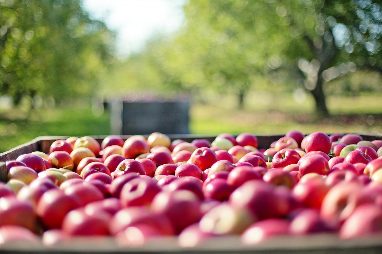 Αρκαδία: Αποζημιώνονται οι παραγωγοί μήλων, κερασιών και βύσσινων