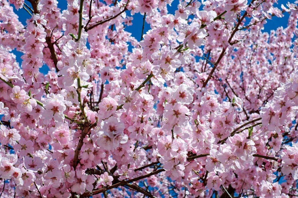japanese cherry blossom gedd954d3f 1280