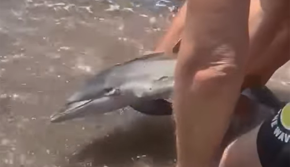 Μωρό δελφίνι βρέθηκε μόνο του σε παραλία στο Αίγιο μπροστά στα μάτια έκπληκτων λουόμενων (Βίντεο)