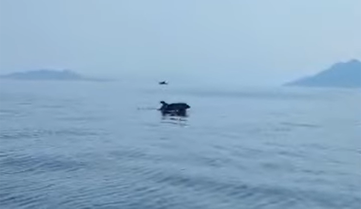 Αργολίδα: Ναζιάρικο δελφίνι άφησε άναυδους τους λουόμενους στην Αρχαία Επίδαυρο (Βίντεο)