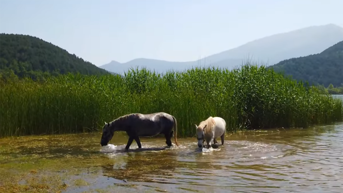 Ορεινή Κορινθία: Υπέροχες καλοκαιρινές εικόνες από τη Λίμνη Δόξα με τα άλογα να κλέβουν την παράσταση