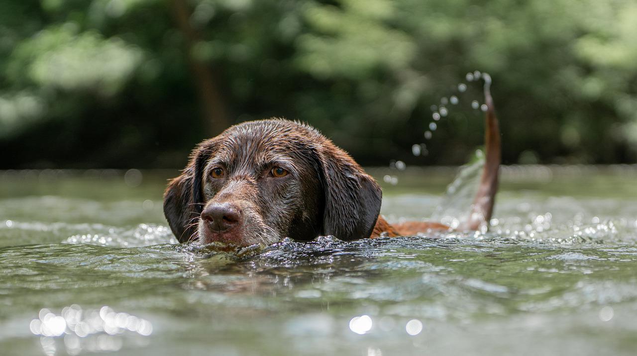 Άργος: Πώς σώθηκε απρόσεκτος σκύλος από τα νερά του Αναβάλου