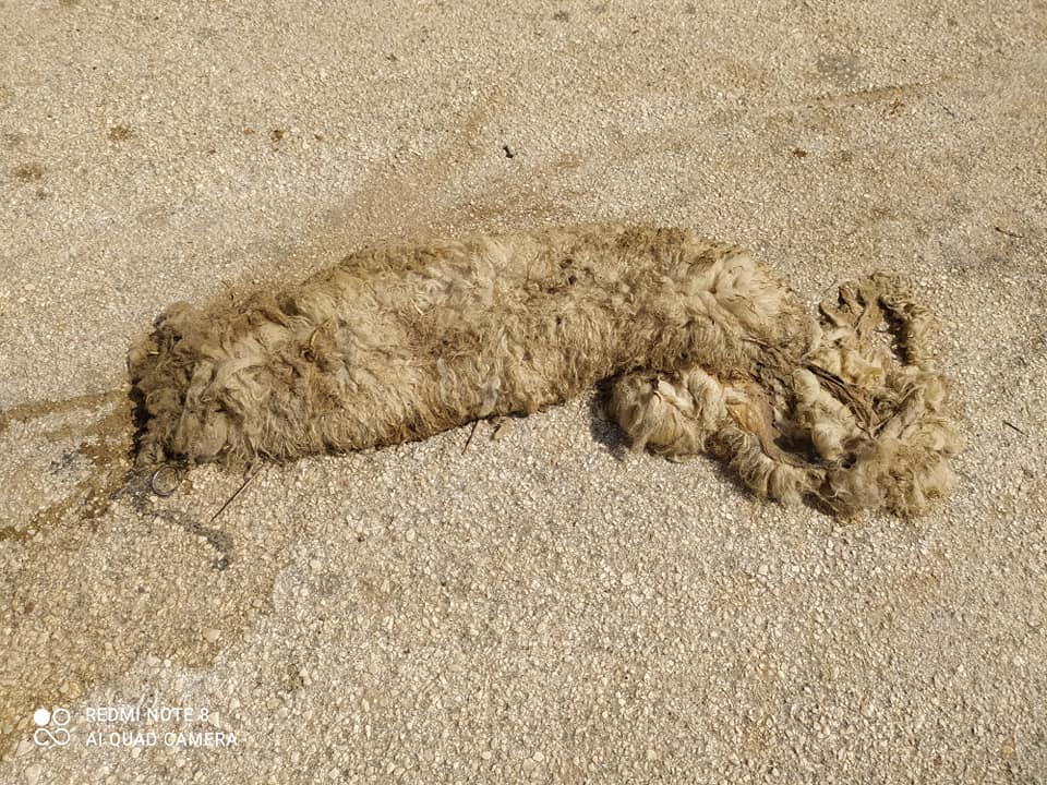 Σκουπίδια ρέμα περιοχή Ναυπλίου (5)