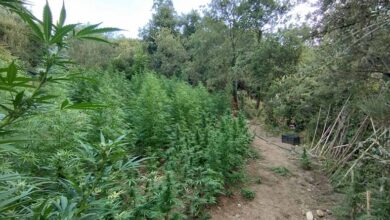 5.8.2022 messinia entopismos fyteias kannavis (4)