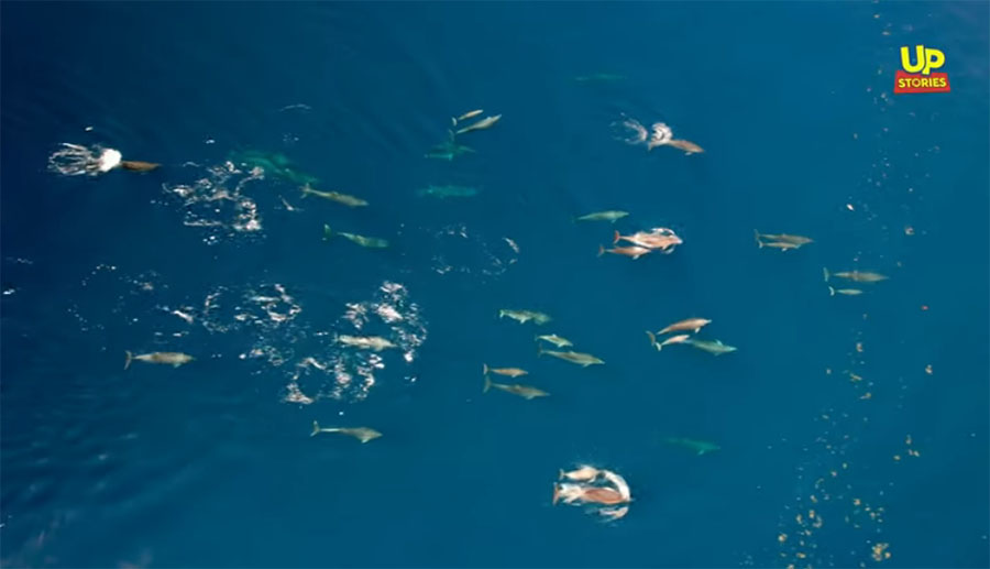 Δείτε το μεγαλύτερο κοπάδι από δελφίνια που έχει καταγραφεί στην Ελλάδα με Drone