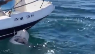 Καρχαρίας Αργολίδα ψαράς