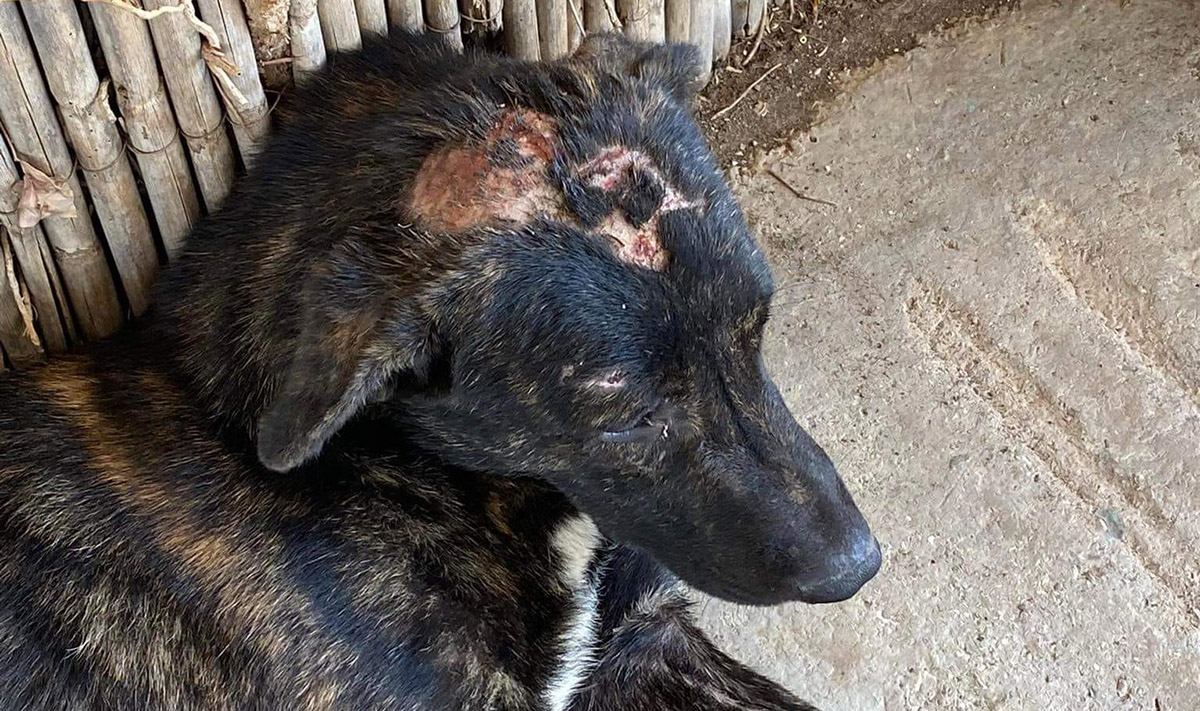 Νέα Επίδαυρος: Οργή για το βασανισμό σκύλου – Πόνος και κλάμα για τον Patrick (Εικόνες – βίντεο)