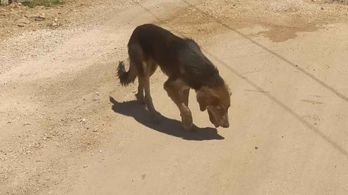 Σπάρτη: Χειροπέδες σε 69χρονο που εγκατέλειψε τον σκύλο του